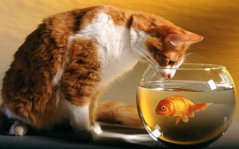 Orange and White Cat — Brown, Curious