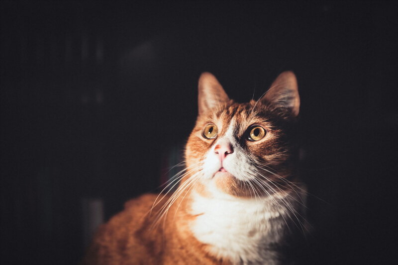 Orange and White Cat — Brown, Dramatic, Photograph, Whiskers