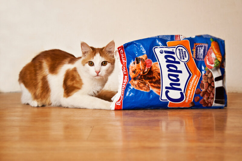 Orange and White Cat — Brown, Neutral