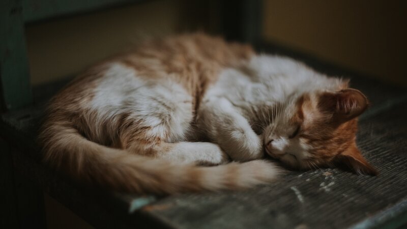 Orange and White Cat — Brown, Peaceful