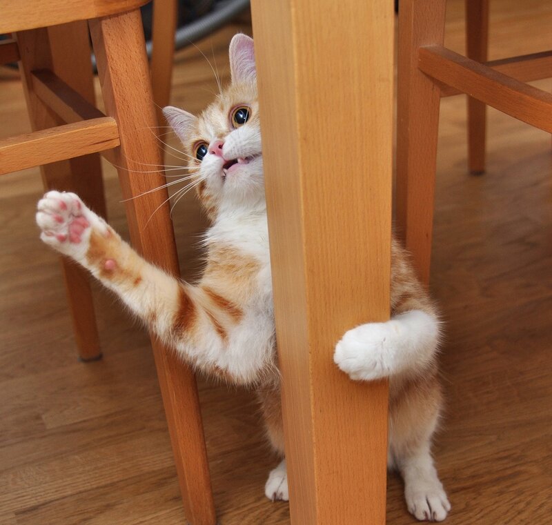 Orange and White Cat — Brown, Playful
