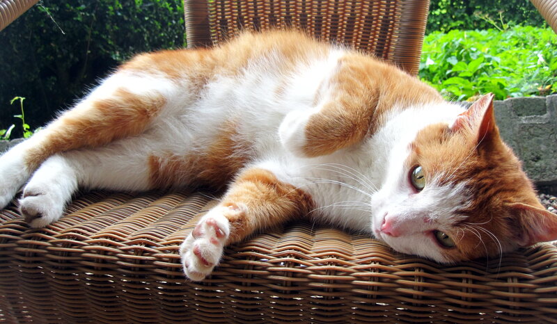 Orange and White Cat — Brown, Relaxed, Afternoon