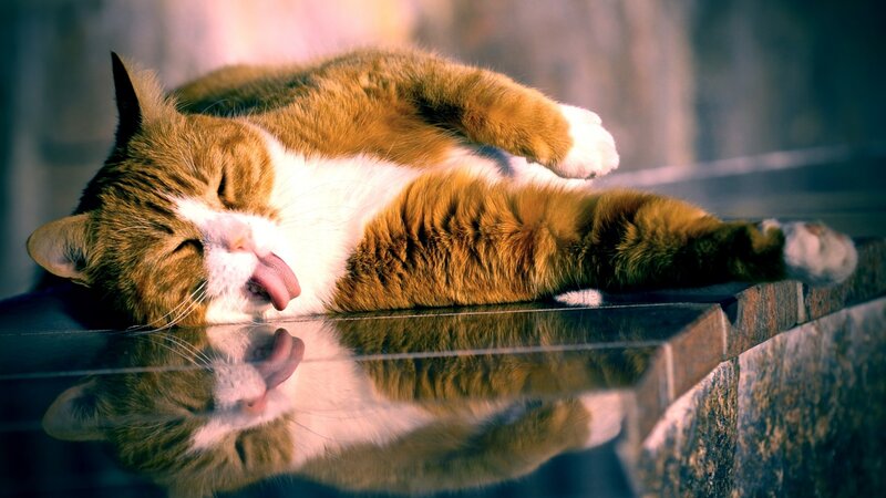 Orange and White Cat — Brown, Relaxed, Photograph, Reflection