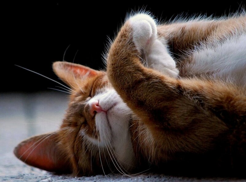 Orange and White Cat — Brown, Relaxed, Photograph