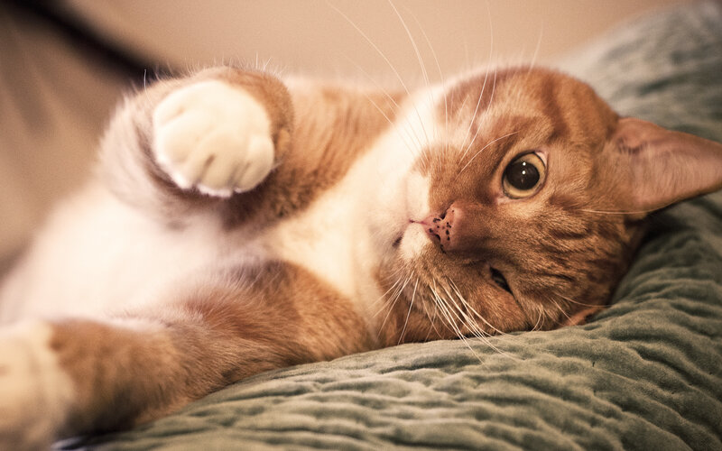 Orange and White Cat — Brown, Relaxed