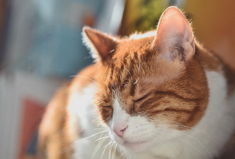 Orange and White Cat — Brown, Serene, Afternoon