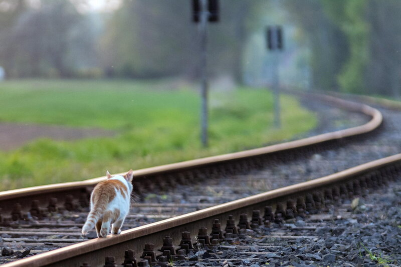 Orange and White Cat — Brown, Serene, Morning