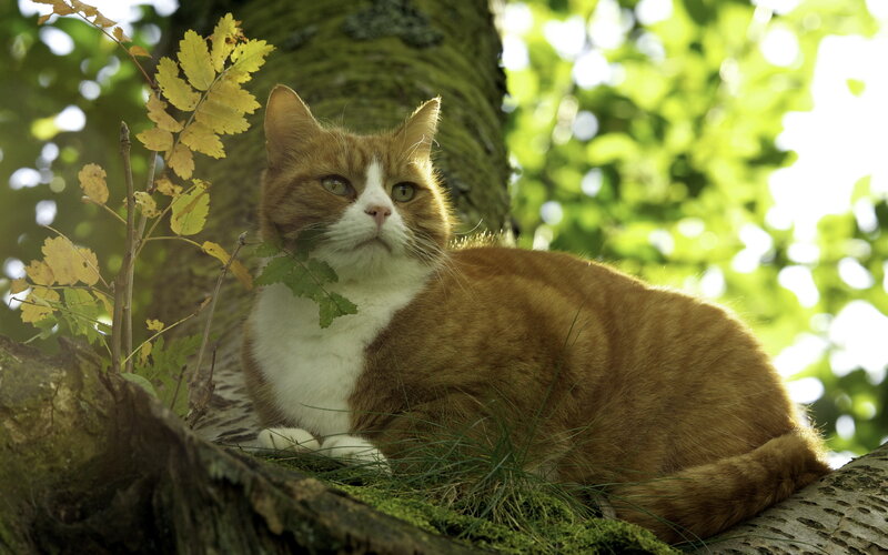 Orange and White Cat — Brown, Serene