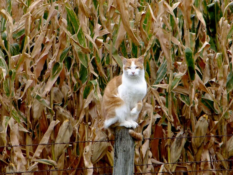 Orange and White Cat — Brown