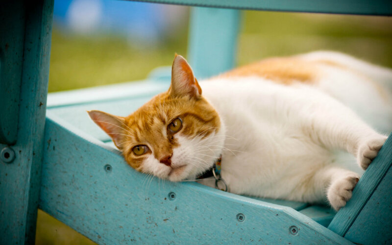 Orange and White Cat — Calm, Afternoon, Photograph, Bench