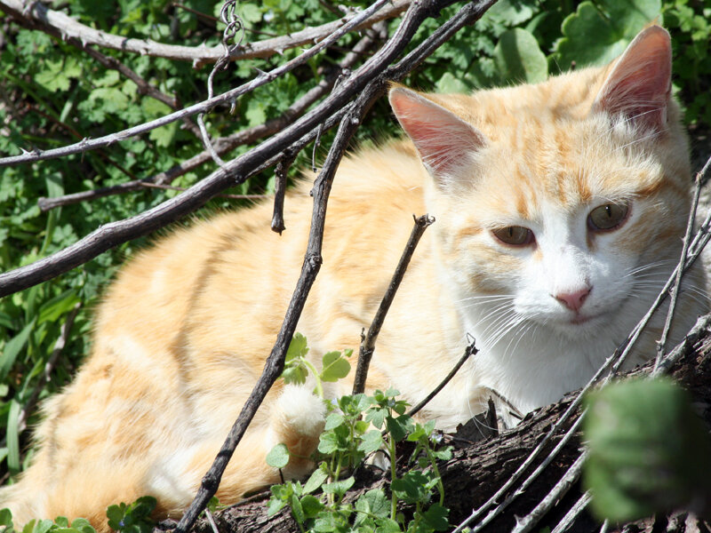Orange and White Cat — Calm, Afternoon, Photograph, Branches