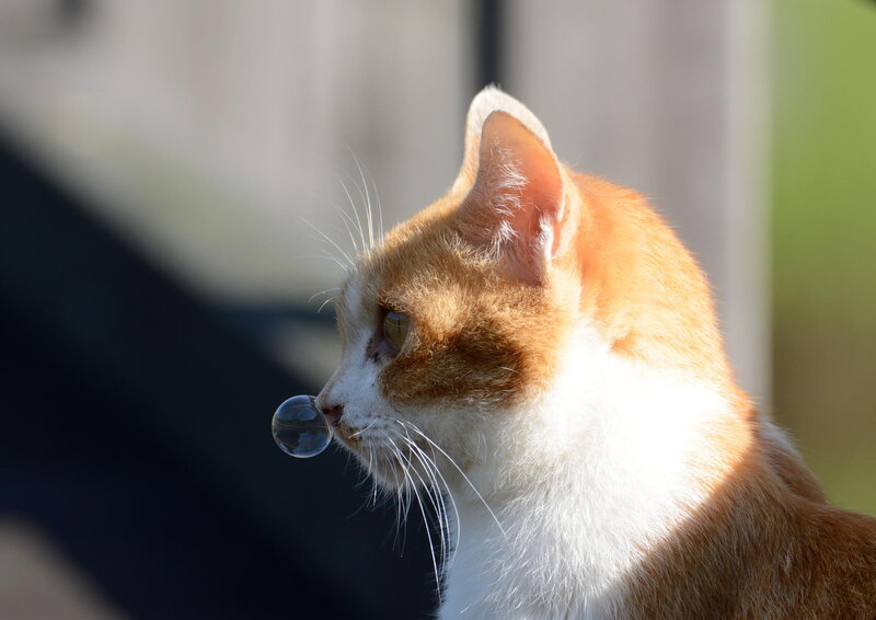Orange and White Cat — Calm, Afternoon, Photograph, Bubble