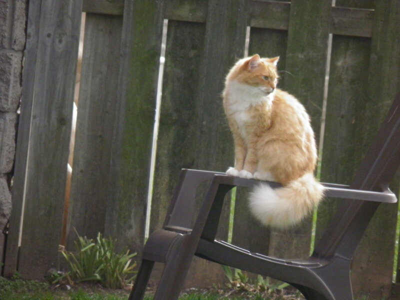 Orange and White Cat — Calm, Afternoon, Photograph, Chair