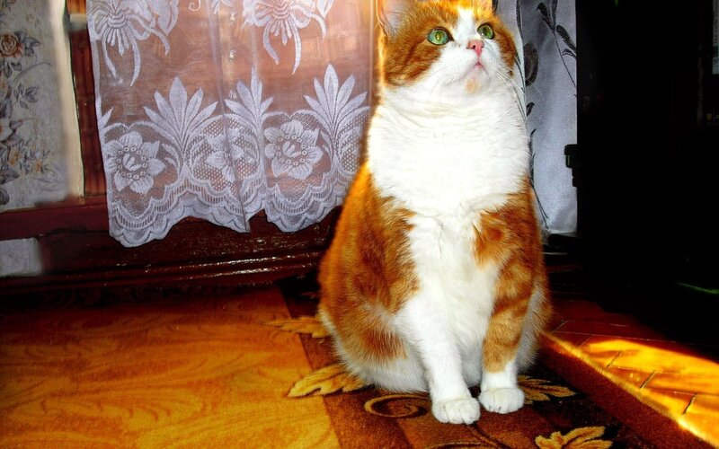 Orange and White Cat — Calm, Afternoon, Photograph, Curtain