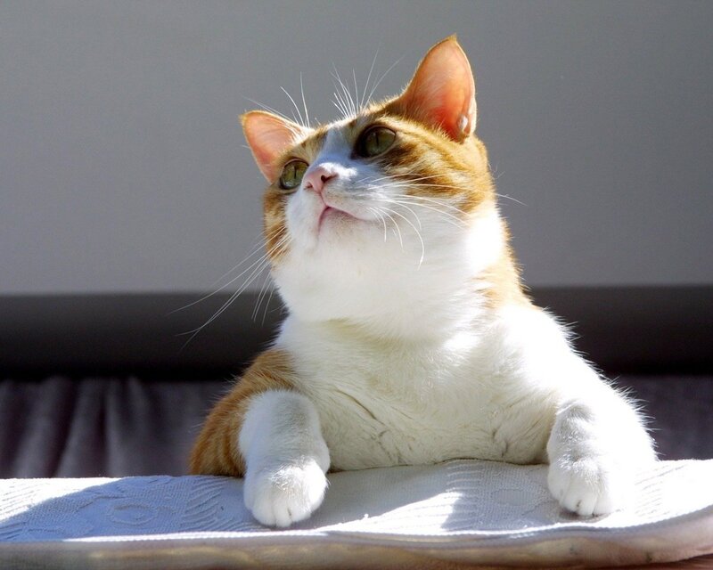 Orange and White Cat — Calm, Afternoon, Photograph, Cushion, Sunlight, Gray