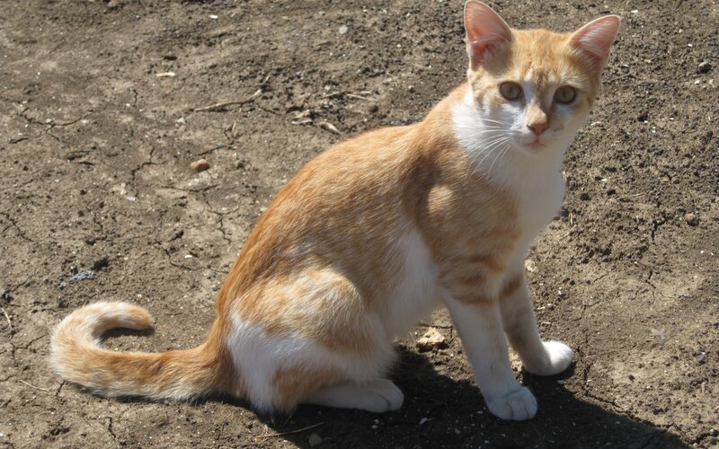 Orange and White Cat — Calm, Afternoon, Photograph, Dirt Ground