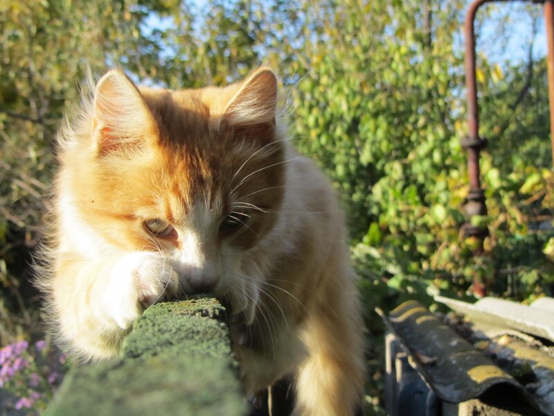 Orange and White Cat — Calm, Afternoon, Photograph, Fence