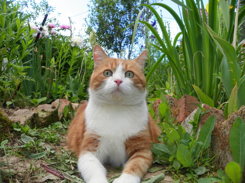 Orange and White Cat — Calm, Afternoon, Photograph, Flowers