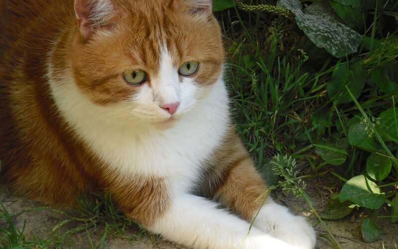 Orange and White Cat — Calm, Afternoon, Photograph, Grass, Leaves