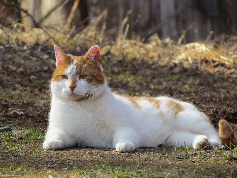 Orange and White Cat — Calm, Afternoon, Photograph, Grass