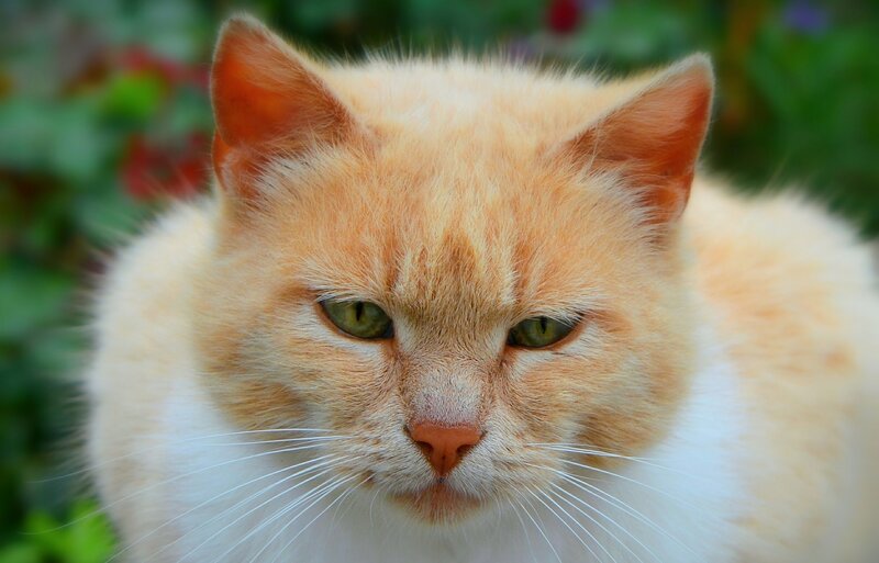 Orange and White Cat — Calm, Afternoon, Photograph, Green Foliage
