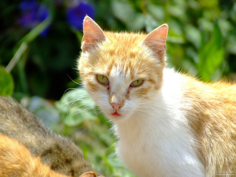 Orange and White Cat — Calm, Afternoon, Photograph, Green Leaves