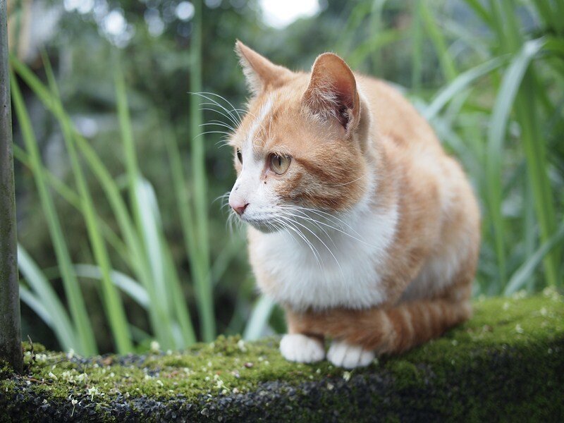 Orange and White Cat — Calm, Afternoon, Photograph, Moss