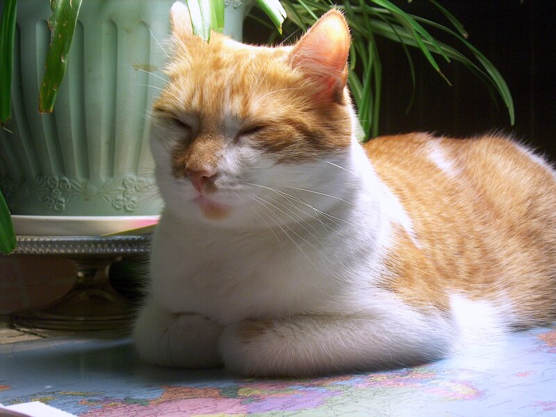 Orange and White Cat — Calm, Afternoon, Photograph, Plant