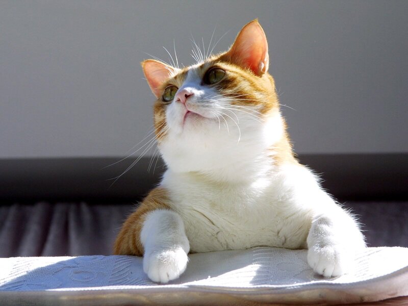 Orange and White Cat — Calm, Afternoon, Photograph, Sunlight, Cushion
