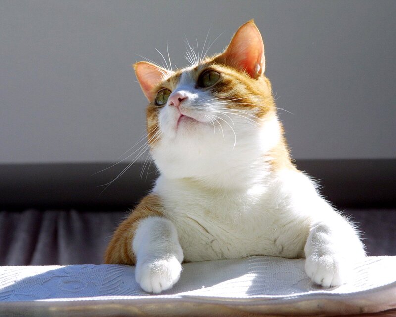 Orange and White Cat — Calm, Afternoon, Photograph, Sunlight