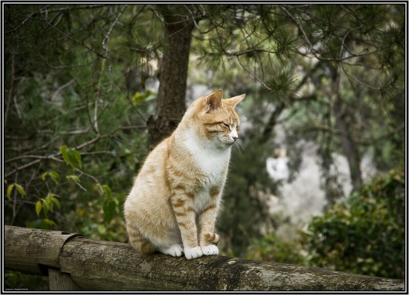Orange and White Cat — Calm, Afternoon, Photograph