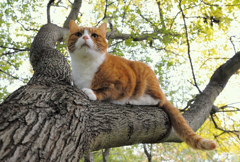 Orange and White Cat — Calm, Afternoon, Photograph, Tree