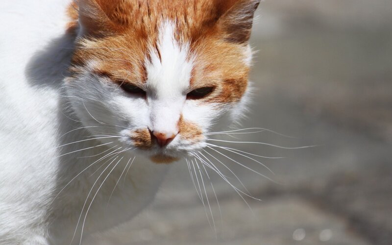 Orange and White Cat — Calm, Afternoon, Photograph, Whiskers