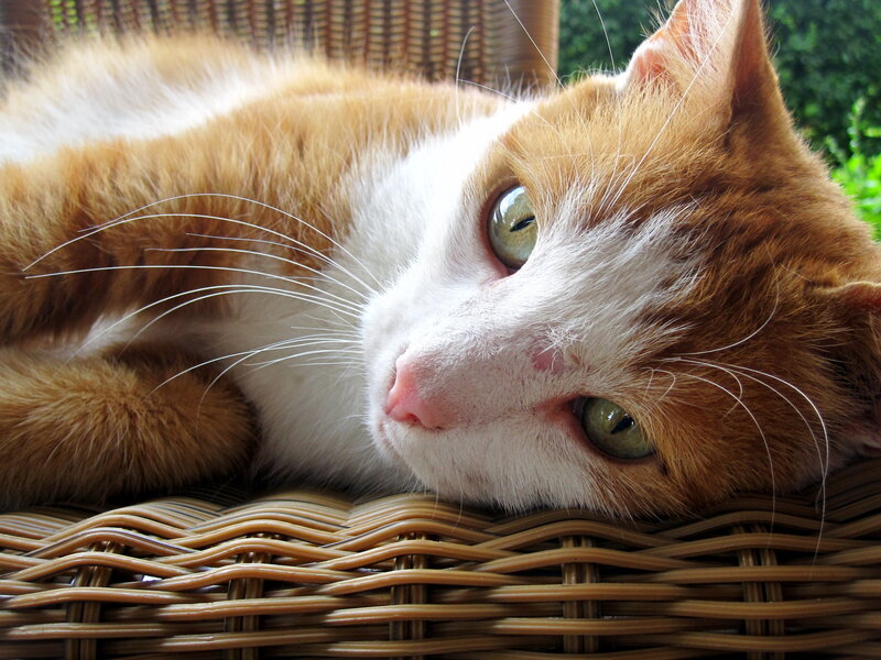 Orange and White Cat — Calm, Afternoon, Photograph, Wicker Chair