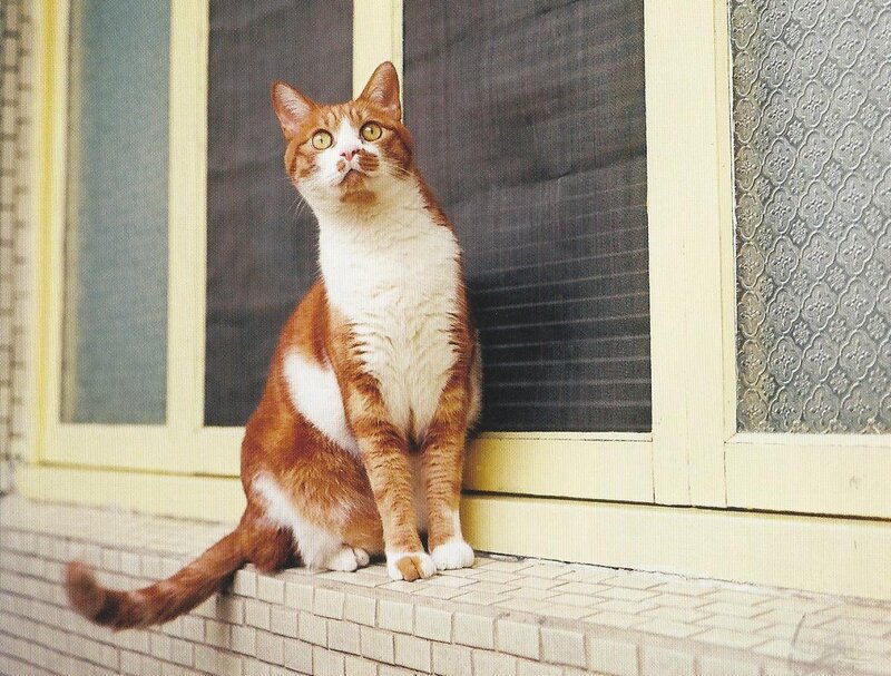 Orange and White Cat — Calm, Afternoon, Photograph, Window