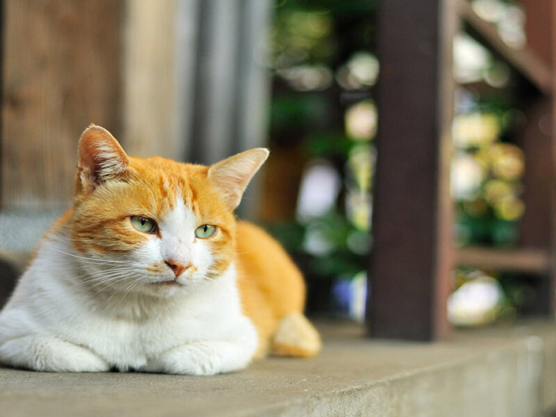 Orange and White Cat — Calm, Afternoon, Photograph, Wooden Post