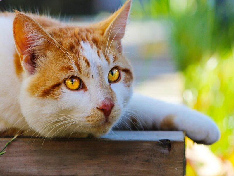 Orange and White Cat — Calm, Afternoon, Photograph, Wooden Surface