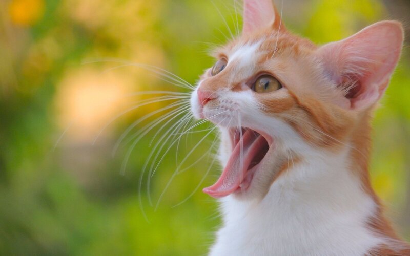 Orange and White Cat — Calm, Afternoon, Photograph, Yawning