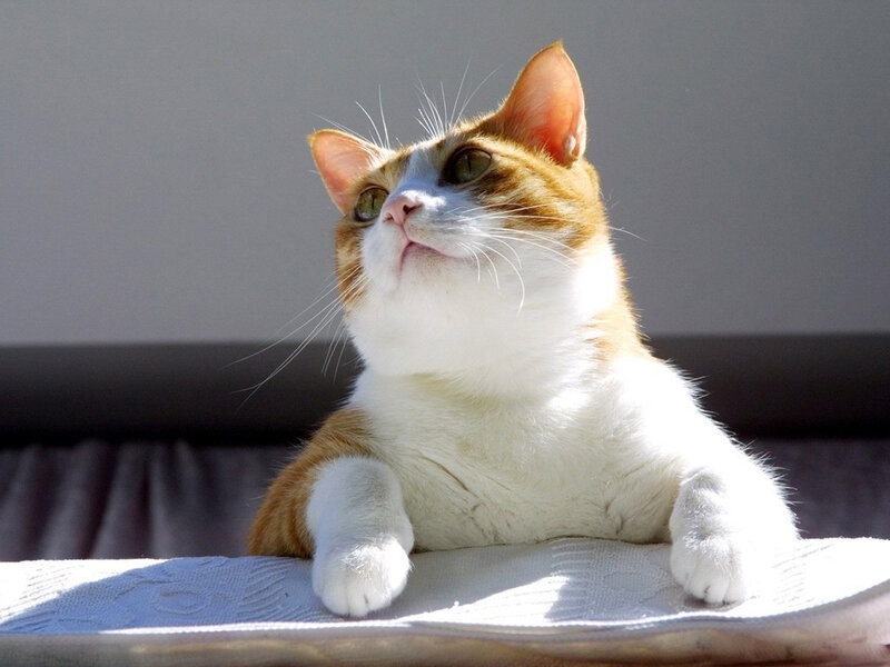 Orange and White Cat — Calm, Afternoon