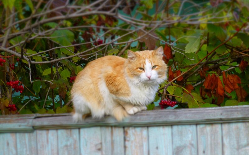 Orange and White Cat — Calm, Autumn, Photograph, Bushes