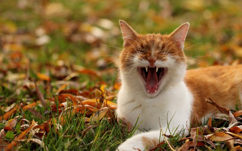 Orange and White Cat — Calm, Autumn, Photograph, Grass, Leaves