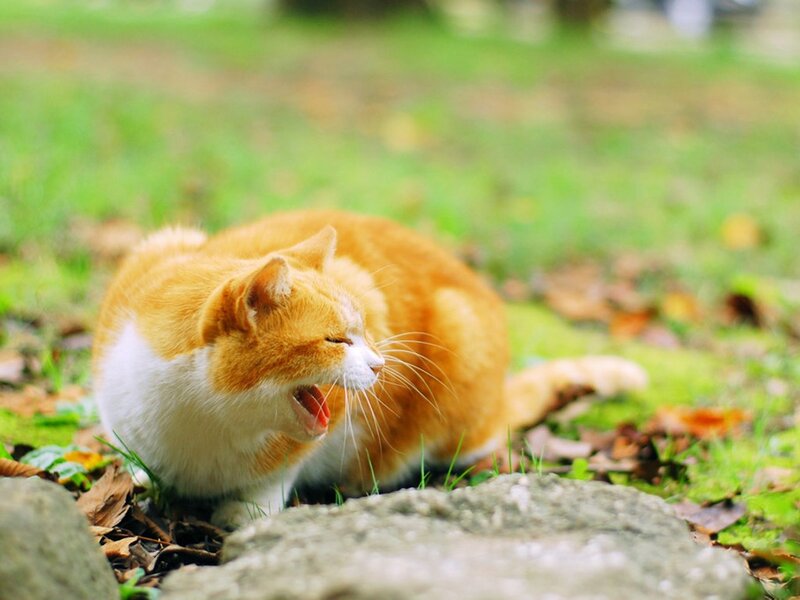 Orange and White Cat — Calm, Autumn, Photograph, Grass