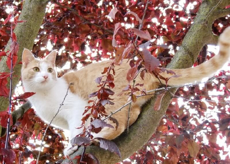 Orange and White Cat — Calm, Autumn, Photograph