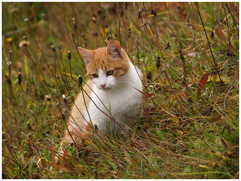 Orange and White Cat — Calm, Autumn