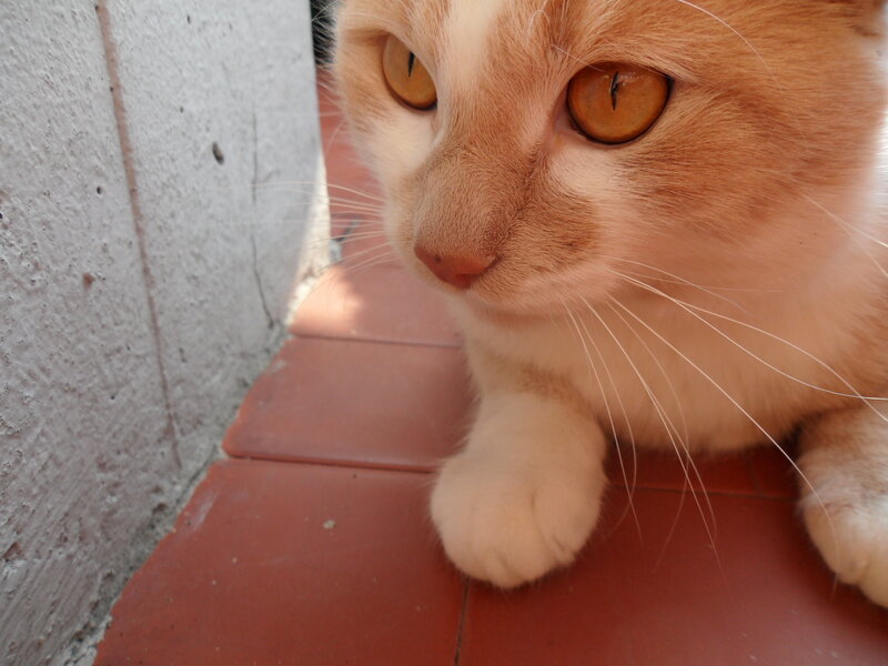 Orange and White Cat — Calm, Daytime