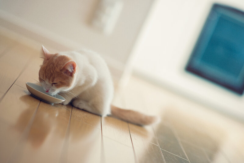 Orange and White Cat — Calm, Morning, Photograph, Bowl