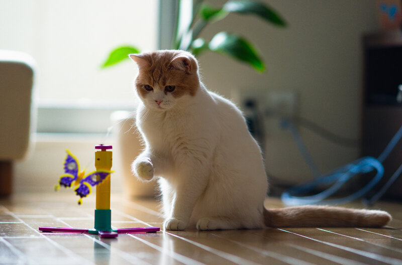 Orange and White Cat — Calm, Morning, Photograph, Cat Toy