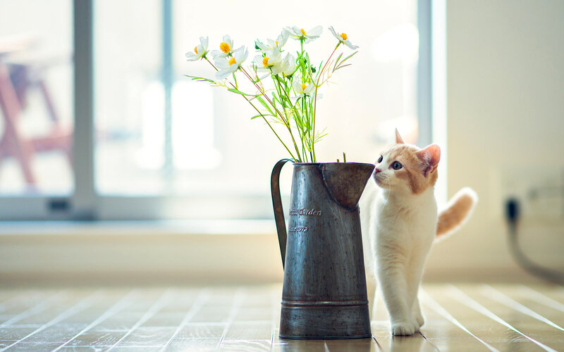 Orange and White Cat — Calm, Morning, Photograph, Flowers