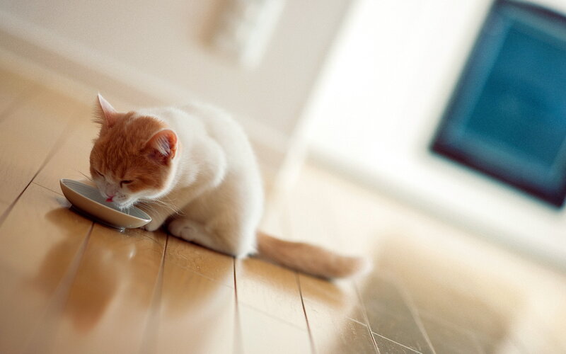 Orange and White Cat — Calm, Morning, Photograph
