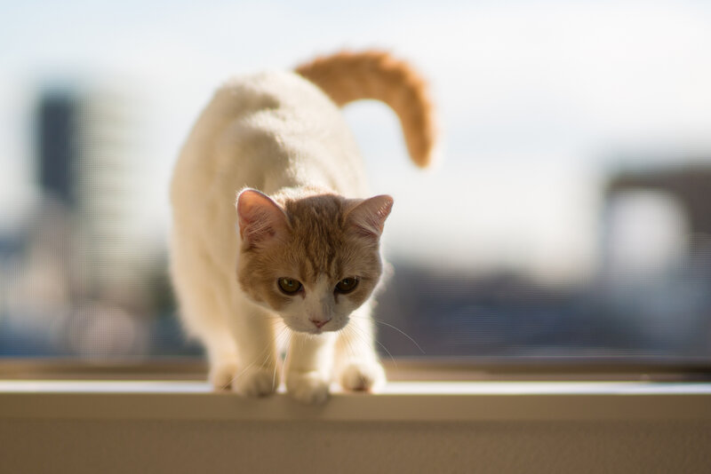 Orange and White Cat — Calm, Morning, Photograph, Window